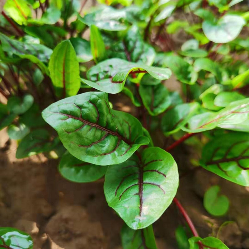 红脉酸膜种子酸模盆栽香草种籽西餐春季沙拉蔬菜盆栽