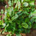 红脉酸膜种子酸模盆栽香草种籽西餐春季沙拉蔬菜盆栽