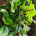 红脉酸膜种子酸模盆栽香草种籽西餐春季沙拉蔬菜盆栽