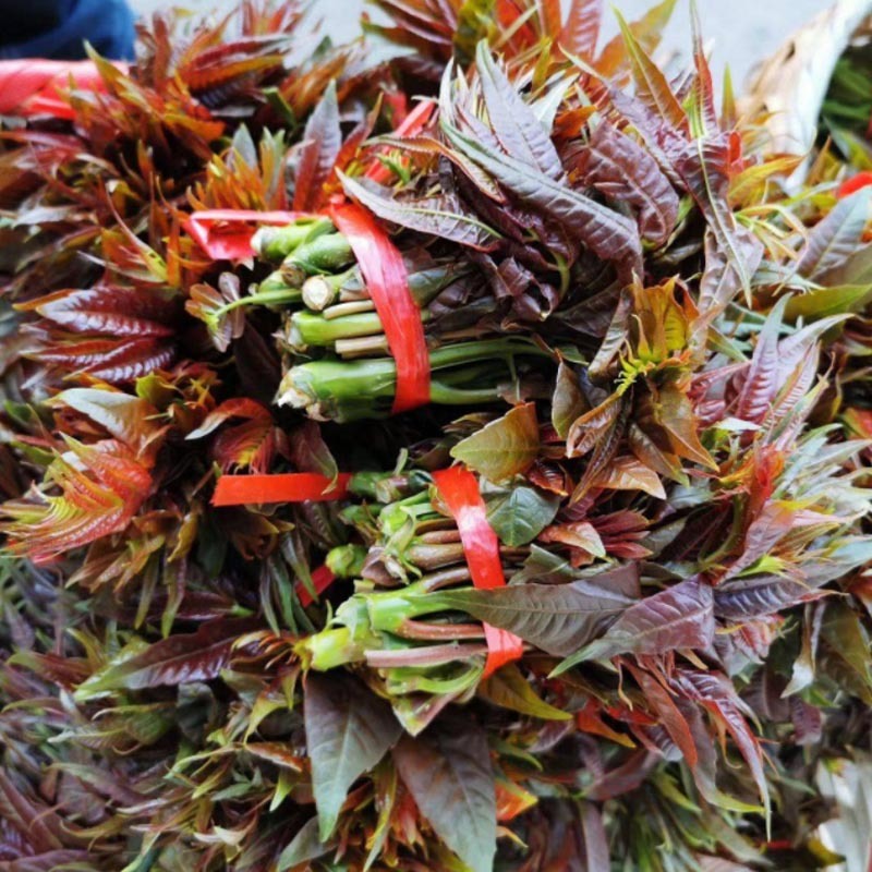 香椿种子红油6号新椿芽籽速生芽率高多次採收去翅净籽