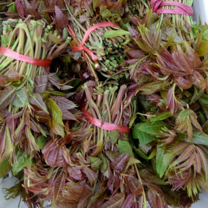 香椿种子红油6号新椿芽籽速生芽率高多次採收去翅净籽