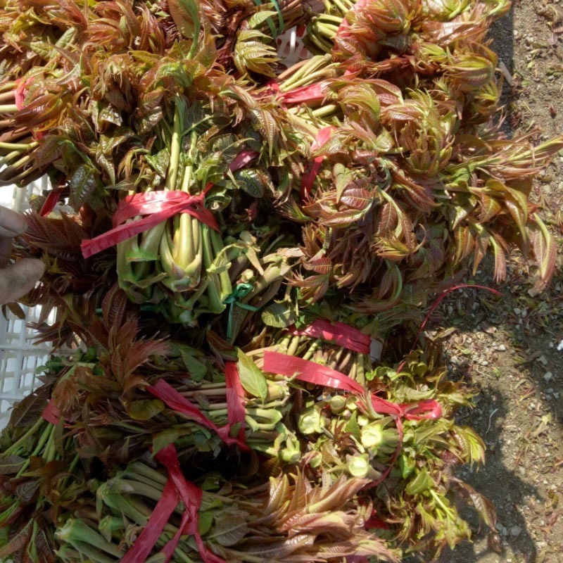 香椿种子红油6号新椿芽籽速生芽率高多次採收去翅净籽
