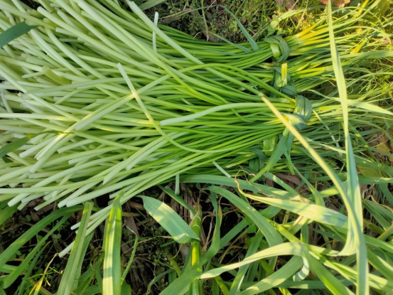 云南大理2024年大蒜绿帽蒜苔新鲜蒜薹基地种批发量大从优