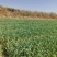 云南大理2024年大蒜绿帽蒜苔新鲜蒜薹基地种批发量大从优