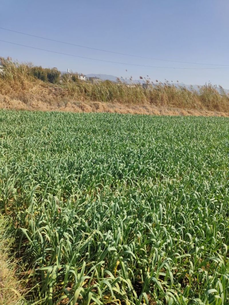 云南大理2024年大蒜绿帽蒜苔新鲜蒜薹基地种批发量大从优