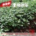 滇重楼大苗新型农业药材种植威宁药材基地