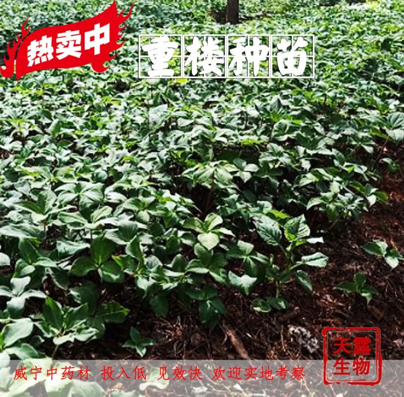滇重楼大苗新型农业药材种植威宁药材基地