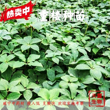 滇重楼大苗新型农业药材种植威宁药材基地