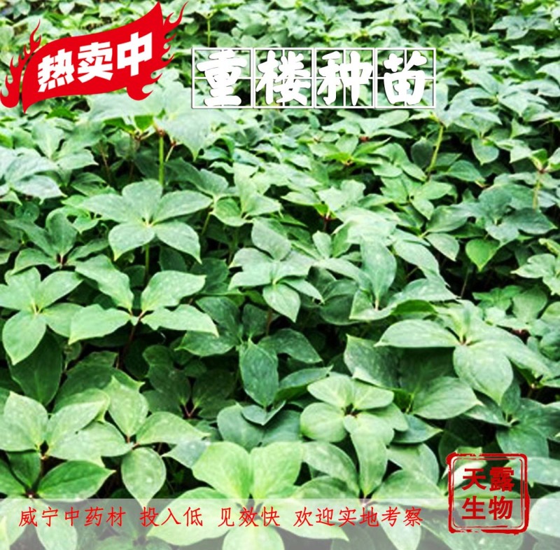 滇重楼大苗新型农业药材种植威宁药材基地