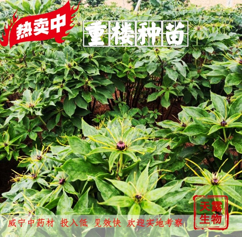 滇重楼大苗新型农业药材种植威宁药材基地