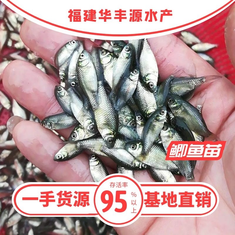 鲫鱼苗批发产地直销高质量无病开口苗包回收