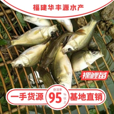 裸鲤苗批发产地直销运输损耗包赔杂交4-7公分