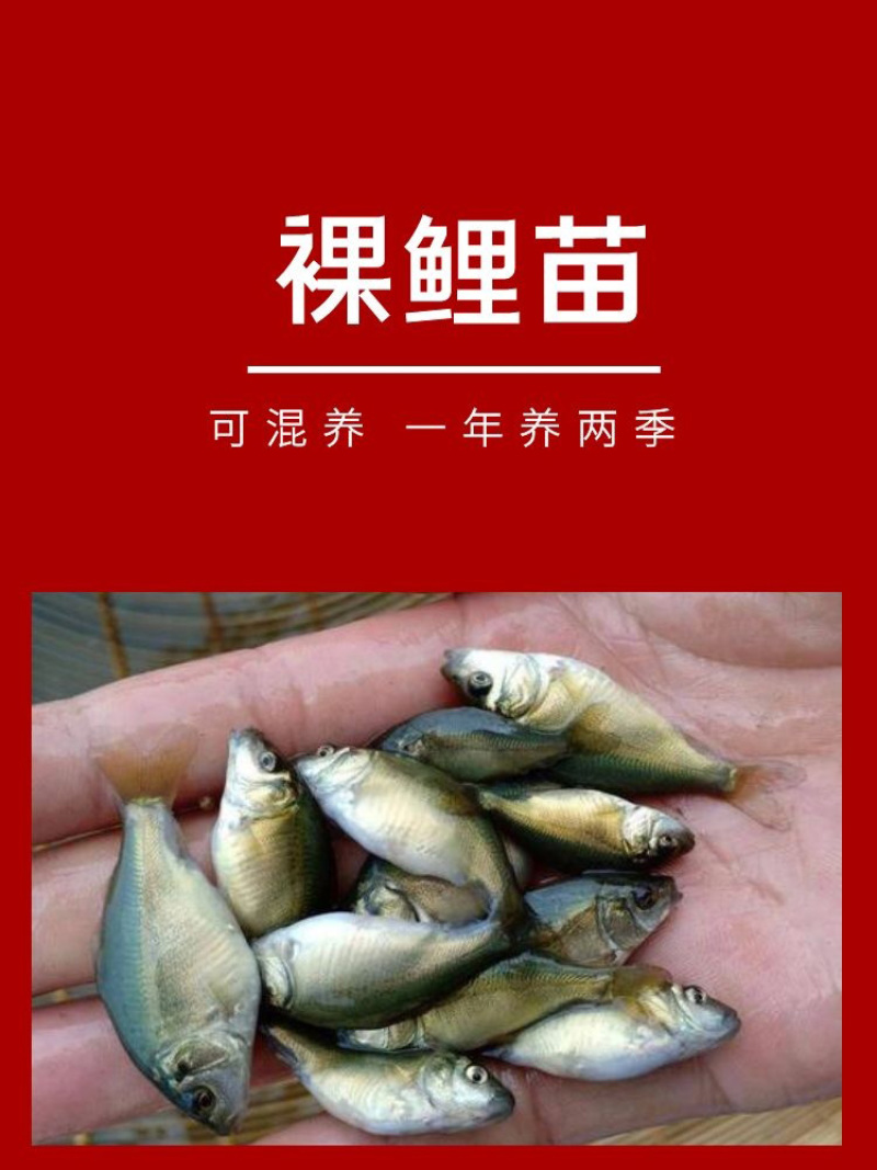 裸鲤苗批发产地直销运输损耗包赔杂交4-7公分
