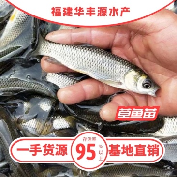草鱼苗批发产地直销运输损耗包赔杂交4-7公分