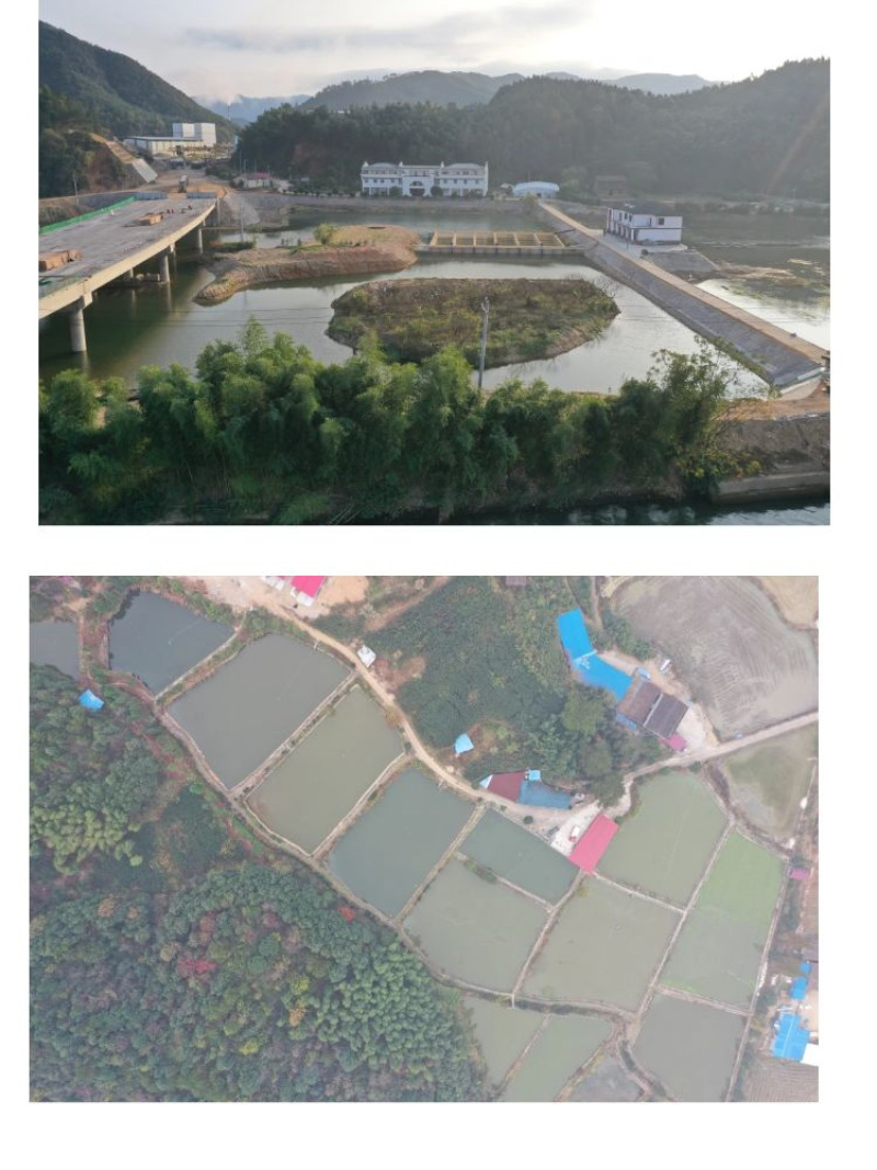 草鱼苗批发产地直销运输损耗包赔杂交4-7公分