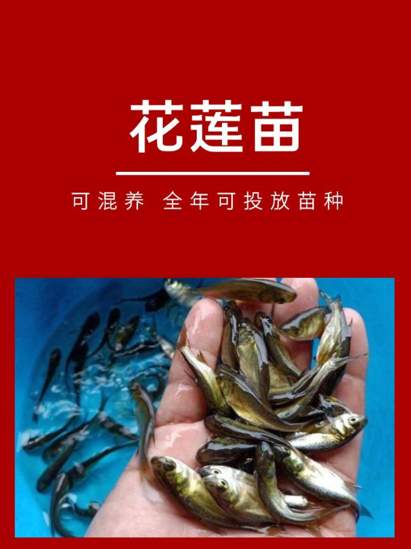 花莲苗批发产地直销高质量无病开口苗包回收