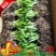 冰球子苗新型农业中药材种植威宁中药材