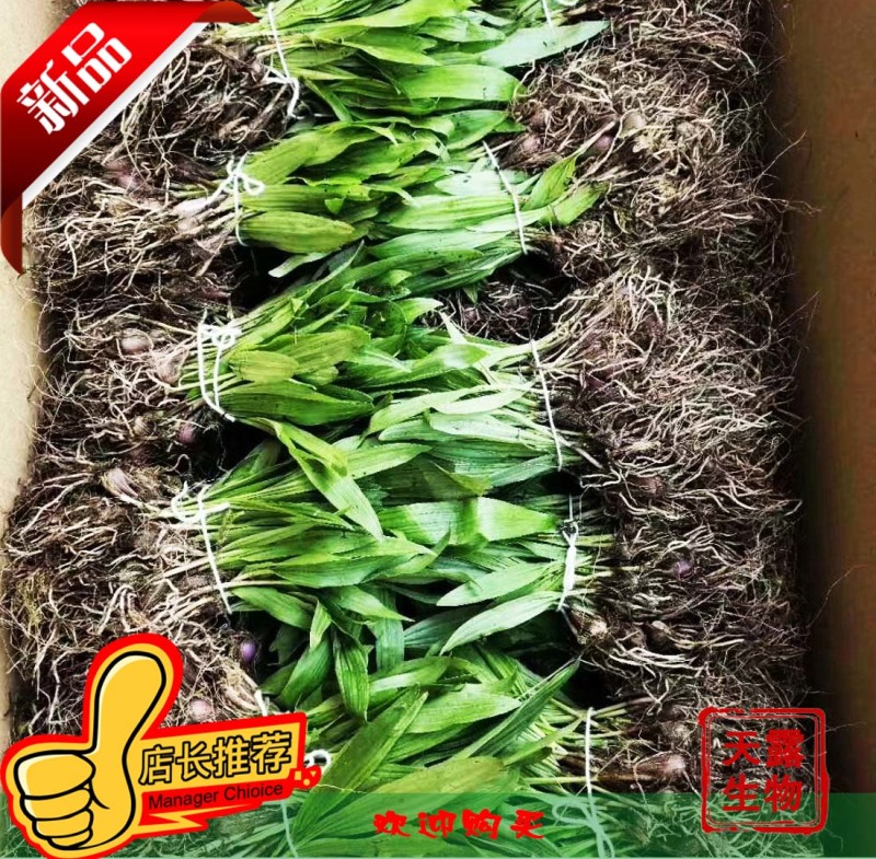 冰球子苗新型农业中药材种植威宁中药材