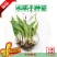 冰球子苗新型农业中药材种植威宁中药材