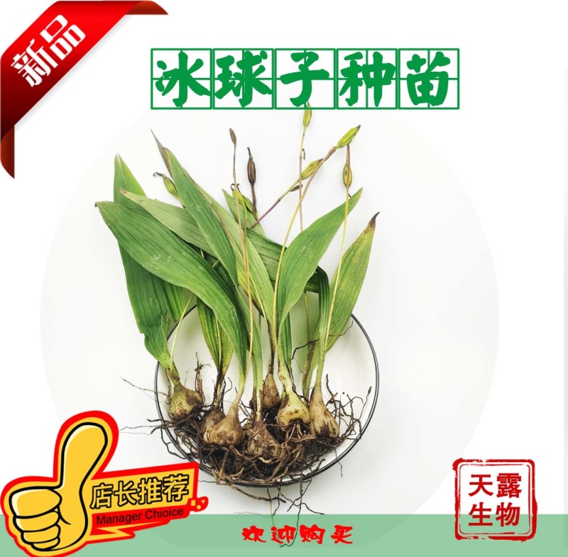 冰球子苗新型农业中药材种植威宁中药材
