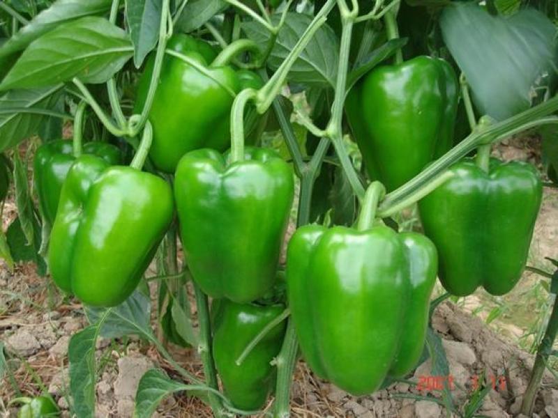 辣椒种苗太空椒苗果实大肉厚口感好产量高寿光育苗厂