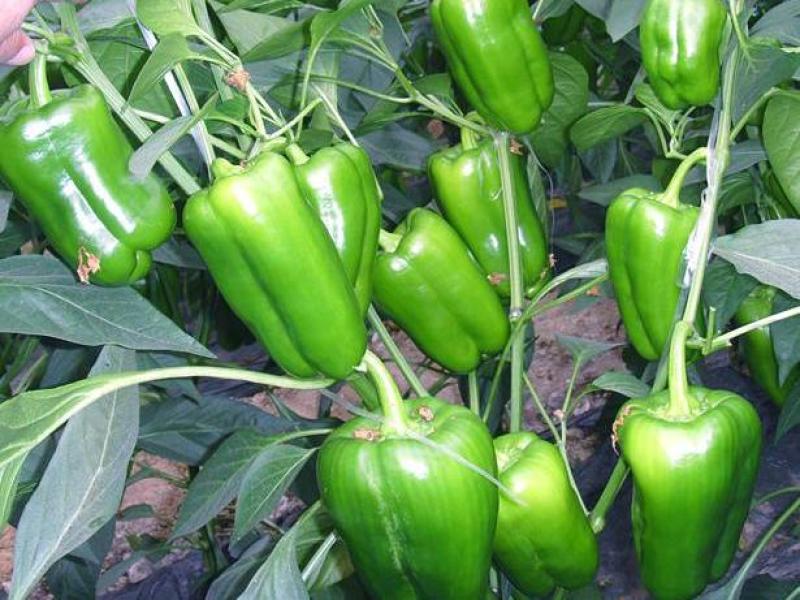辣椒种苗太空椒苗果实大肉厚口感好产量高寿光育苗厂