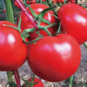 大红西红柿苗红果番茄苗抗病性好易成活根系发达