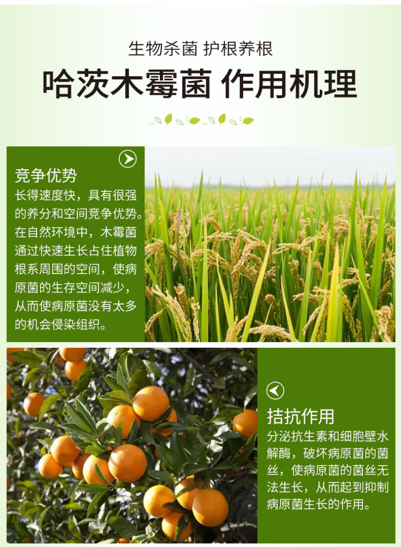 哈茨木霉菌防治土传病害促生根预防真菌病害白粉病立枯霜霉病