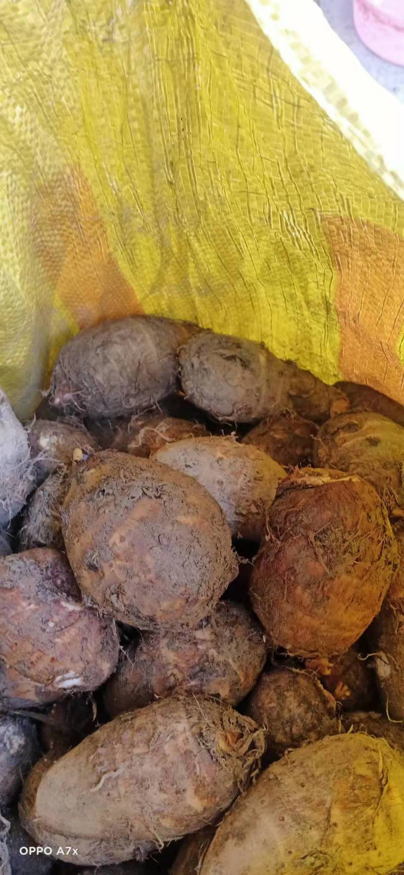 四川芋头，精品毛芋头，芋母现货，每天大量有货欢迎各位老板收购