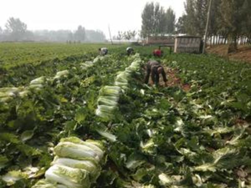 山东肥城北京三号大白菜4~6斤一手货源一条龙服务