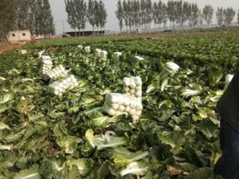 山东肥城北京三号大白菜4~6斤一手货源一条龙服务