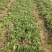 冰菜种子特菜冰草籽种籽非洲新鲜蔬菜水果冰草种籽