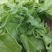 冰菜种子特菜冰草籽种籽非洲新鲜蔬菜水果冰草种籽