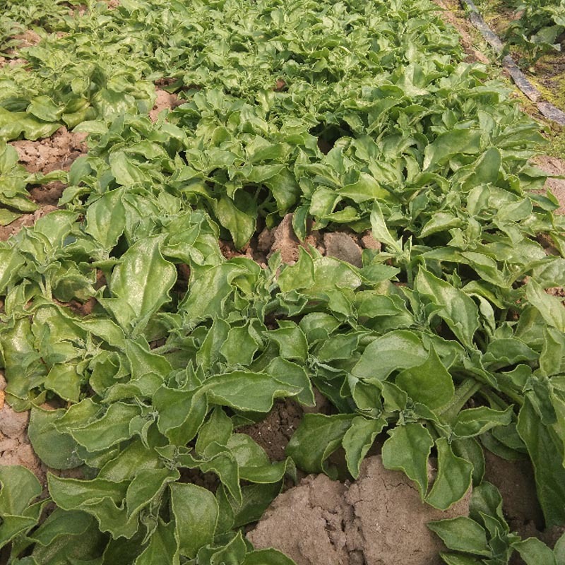 冰菜种子特菜冰草籽种籽非洲新鲜蔬菜水果冰草种籽