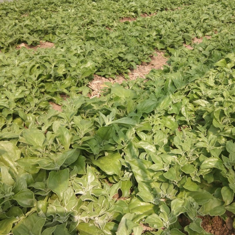 冰菜种子特菜冰草籽种籽非洲新鲜蔬菜水果冰草种籽