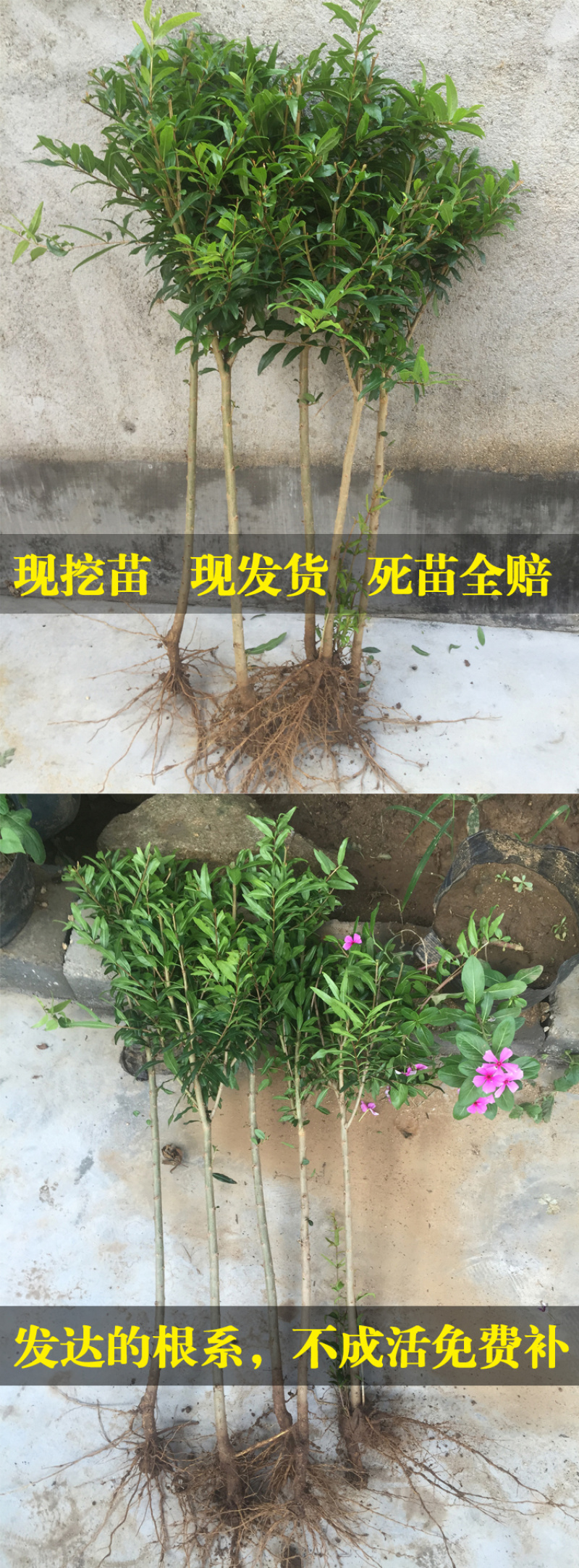 突尼斯软籽石榴苗黑籽石榴树苗品种纯正