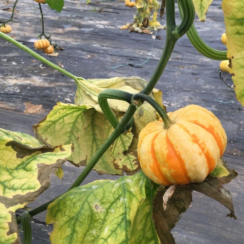 黄纹贝贝瓜种子春秋两季种植高产基地种植翠桔