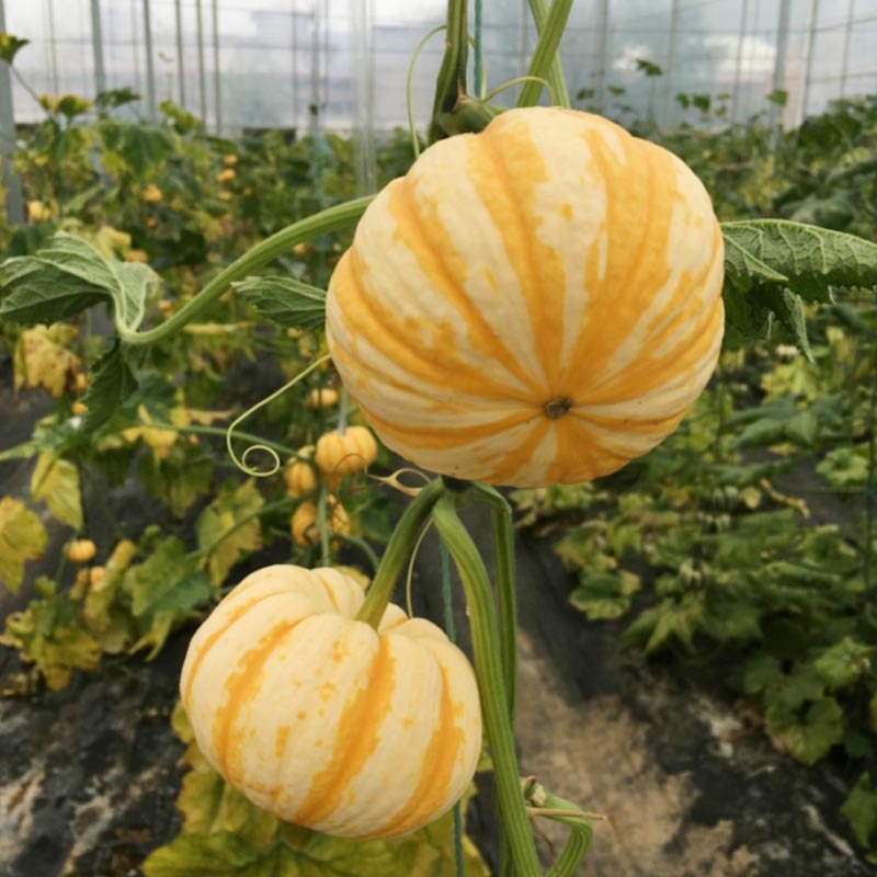 黄纹贝贝瓜种子春秋两季种植高产基地种植翠桔