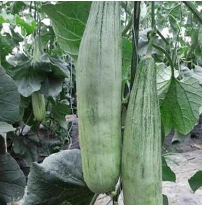 甜瓜苗早春嫁接甜瓜苗预定羊角蜜绿宝博洋九甜瓜苗