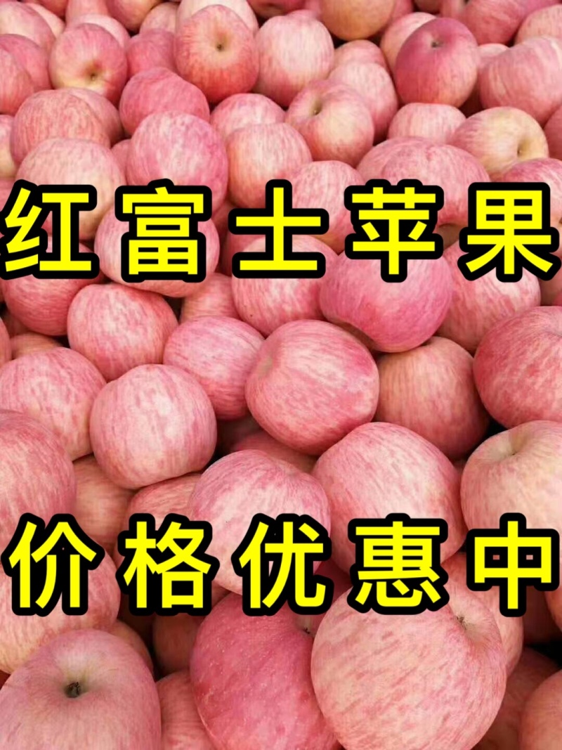 山东红富士苹果产地直销常年供应新鲜上市全国发货
