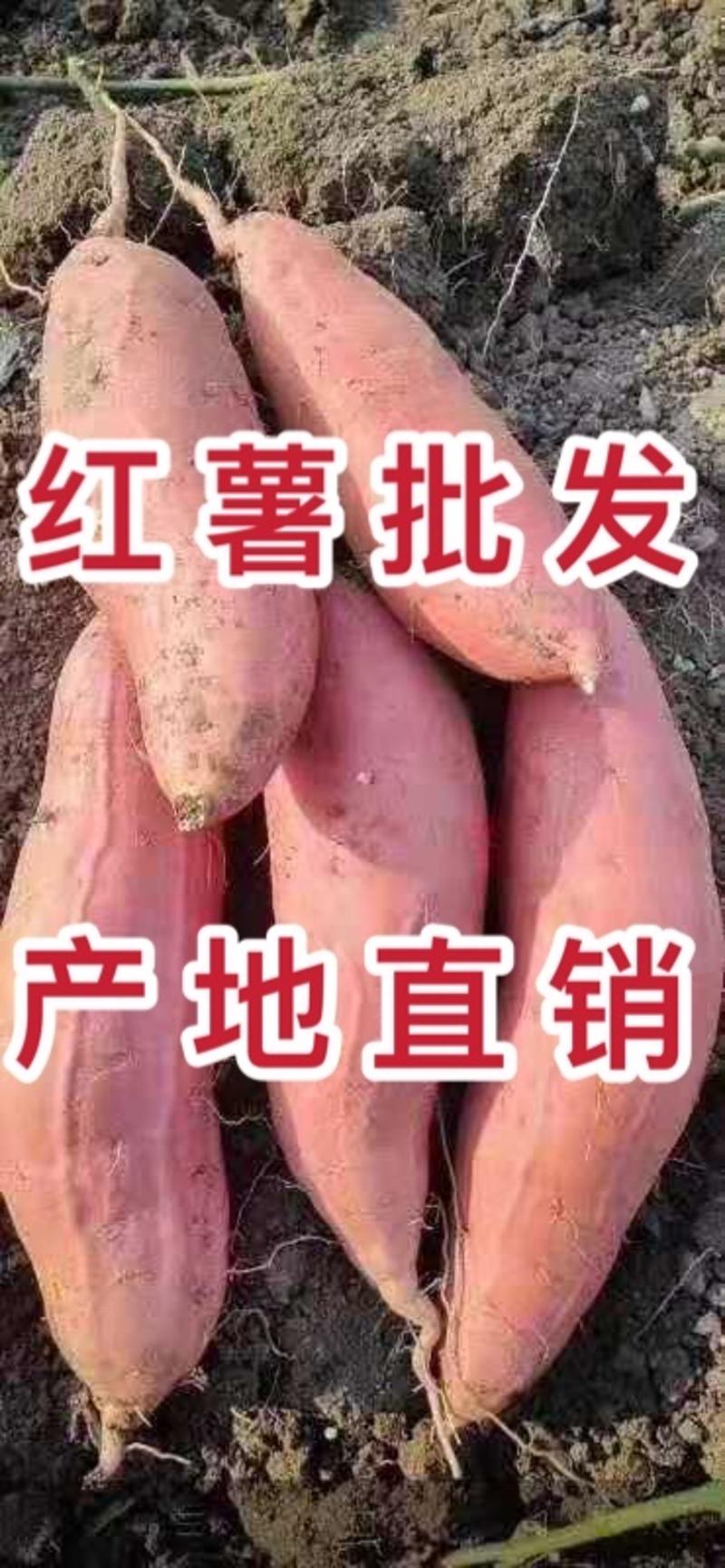 【旺铺】济薯26红薯丘陵沙地种植地窖糖化储存支持全国发货