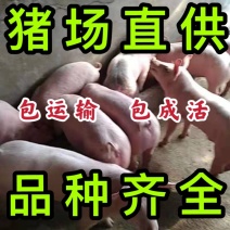 三元仔猪，身条长，双脊背大屁股好饲养涨势快