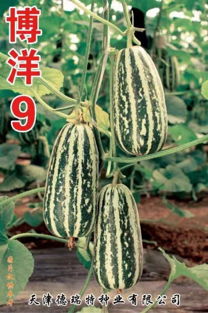 博洋61甜瓜苗博洋9甜瓜苗嫁接甜瓜苗批发口感甜脆
