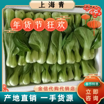 【精品】上海青小油菜基地直销质保价优地里散装现采现发
