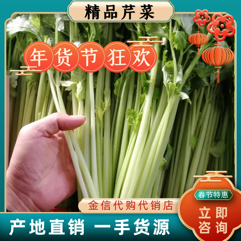 【精选】芹菜香芹邯郸香芹百万亩基地直销直供商超
