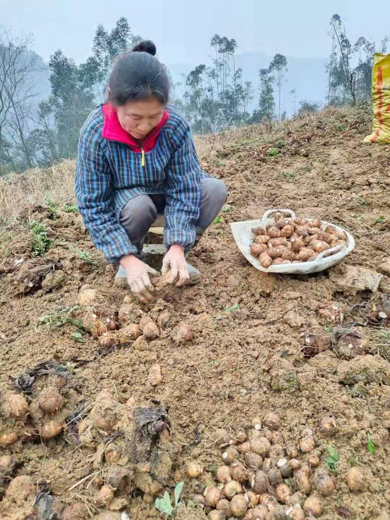 四川芋头，精品毛芋头，芋母现货，每天大量有货欢迎各位老板收购