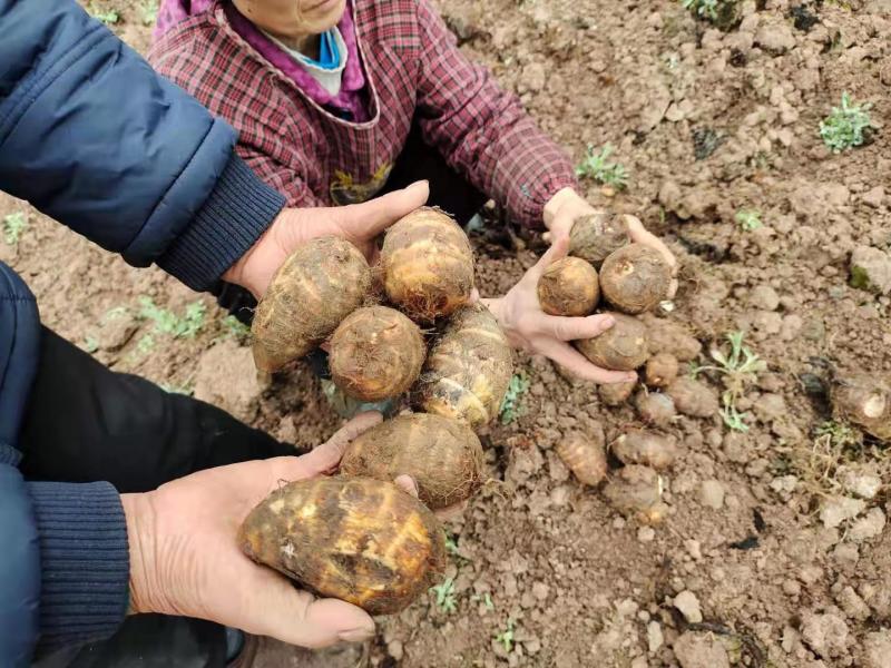 四川芋头，精品毛芋头，芋母现货，每天大量有货欢迎各位老板收购