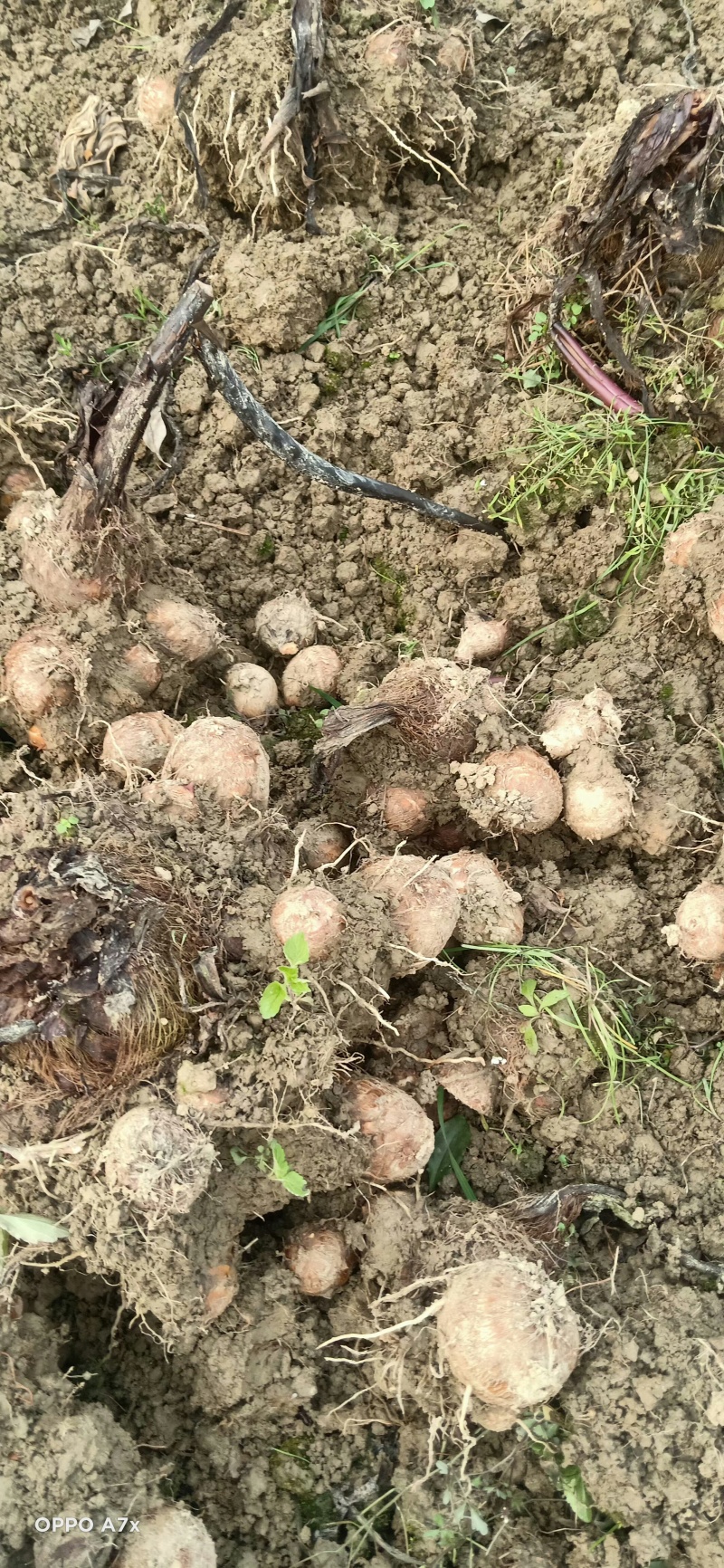 四川芋头，精品毛芋头，芋母现货，每天大量有货欢迎各位老板收购