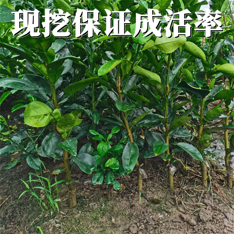 嫁接鸡尾葡萄柚苗台湾黄金柚苗西柚苗品种纯正