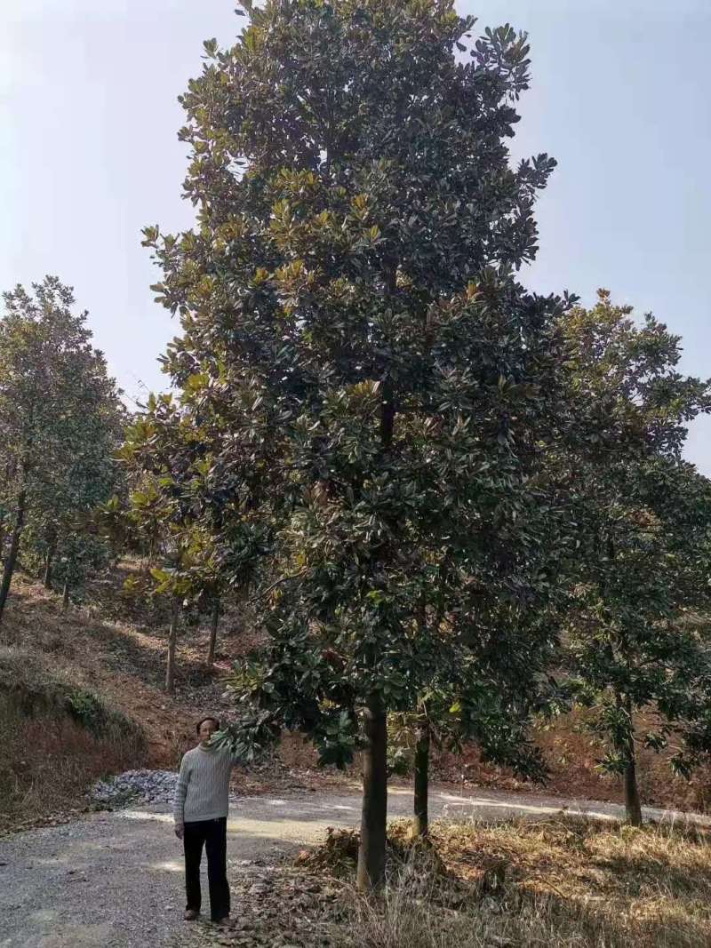 20公分广玉兰价格，南京苗圃直销，数量大